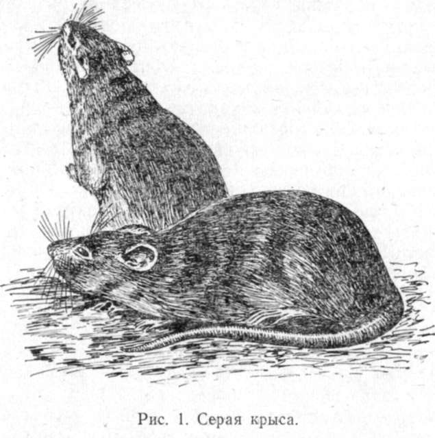 Серая крыса, пасюк (Rattus norvegicus Berk.)