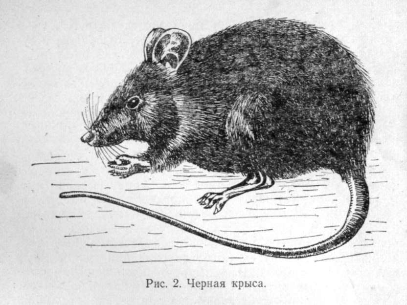 Черная крыса (Rattus rattus L.)
