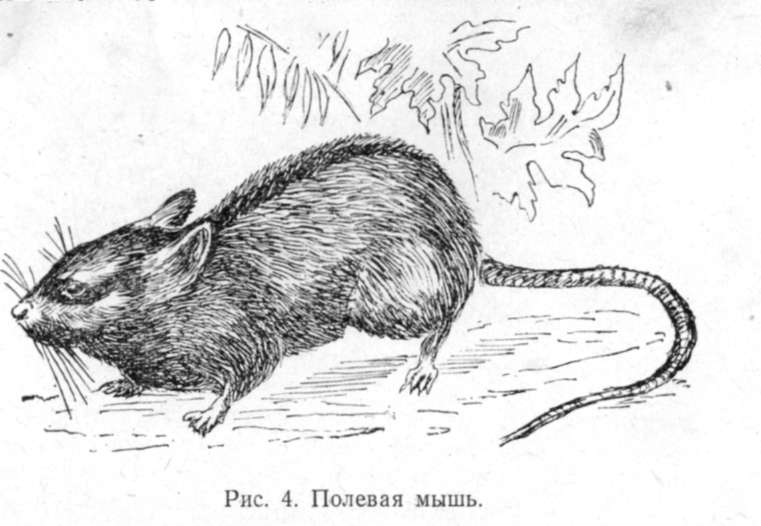 Полевая мышь (Apodemus agrarius Pall) 