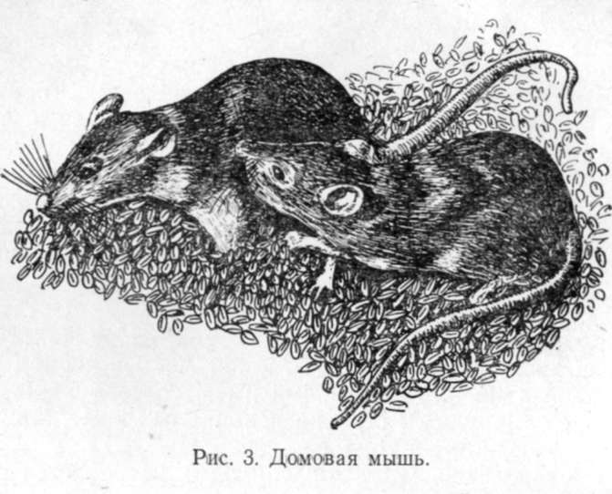 Домовая мышь (Mus musculus L.)
