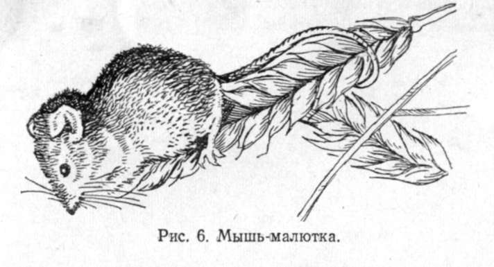 Мышь-малютка (Micromus minutus Pall.) 