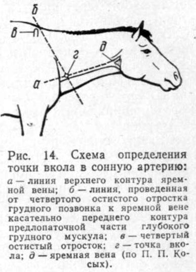 схема определения сонной артерии у лошади