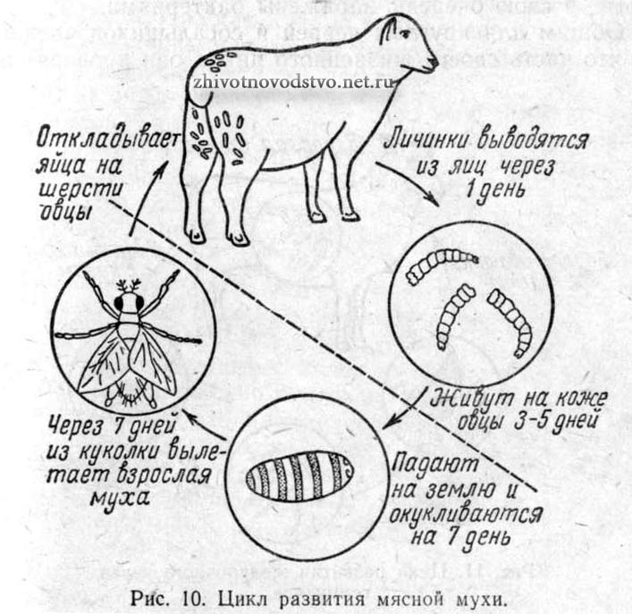 цикл развития мясной мухи