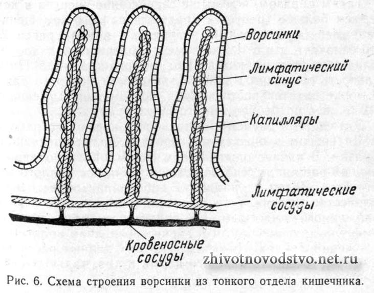 схема строения ворсинки из тонкого кишечника