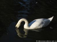 swan-lebed-5887