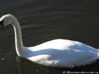 swan-lebed-5888
