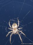 spider-pauk-8608
