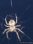 spider-pauk-8609