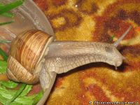 snail-ulitka-7583