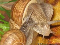 snail-ulitka-7589