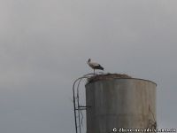 stork-aist-4762