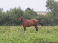 Лошадь конь