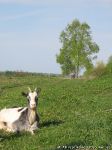 goat-goat-kozel-koza-0962