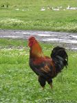 chicken-cock-kurica-petuh-1221