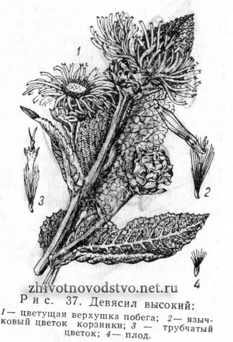 Девясил высокий- Inula heleium L.