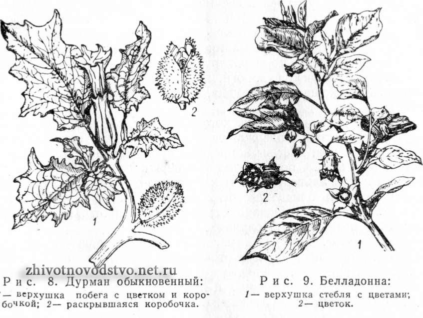 Дурман обыкновенный - Datura stramonium L.