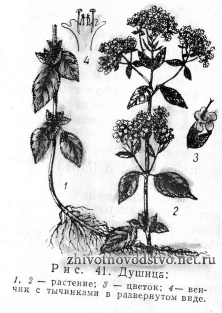 Душица обыкновенная - Origanum vulgare I