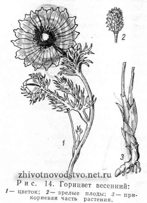 Горицвет весенний (черногорка, стародубка, адонис весенний) - Adonis vernalis L.