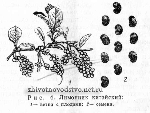 Лимонник китайский - Schizandra chinensik Baill.