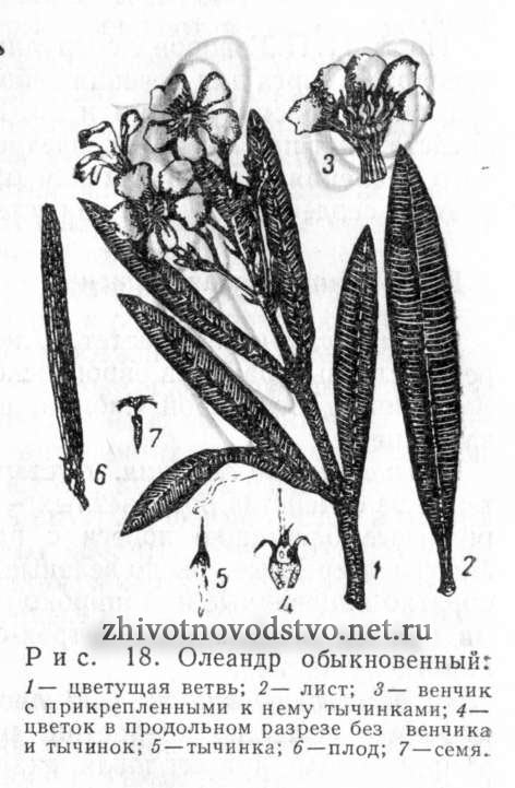 Олеандр- Narium oleander L.