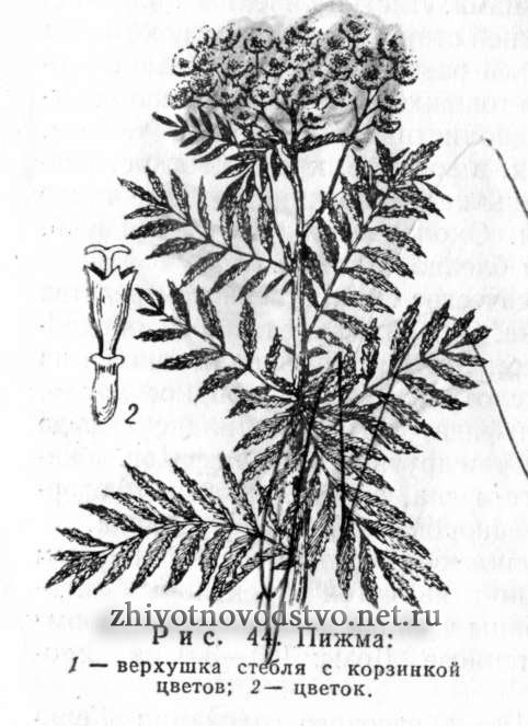 Пижма обыкновенная, дикая рябина - Tanacetum vulgare L.