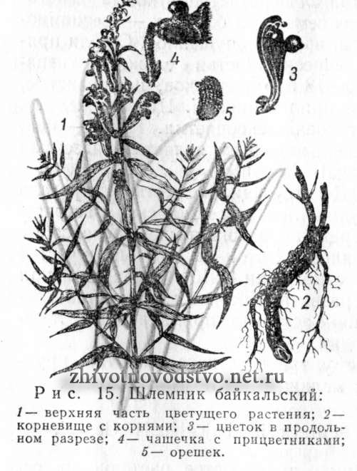Шлемник байкальский - Scutellaria bajcalensis Georgi.