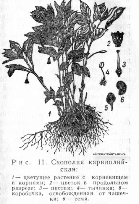 Скополия карниолийская - Scopolia carniolica Jacq.