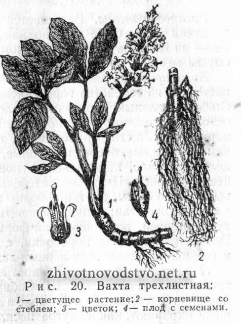 Вахта трехлистная (трифоль, трилистник водяной) Menyanthes trifoliata L.