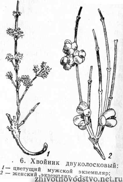 Хвойник хвощевой - Ephedra equisentina Bunge