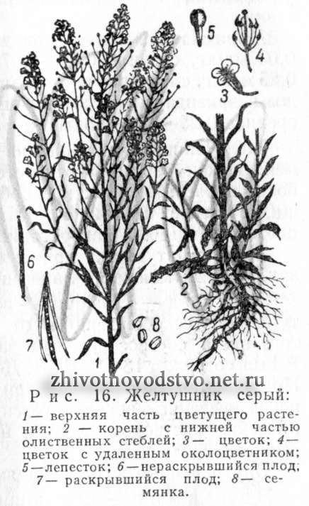 Желтушник серый - Erysimum canescens Roht.