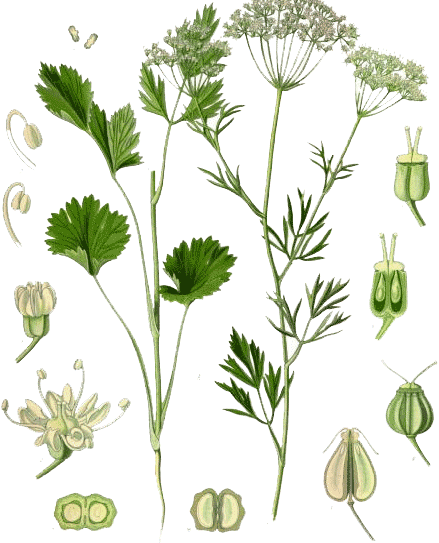 Анис - Anisum vulgare Gaerth. Pimpinella anisum L.