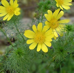 Горицвет весенний (черногорка, стародубка, адонис весенний) - Adonis vernalis L.