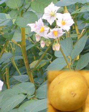 Картофель - Solanum tuberosum L.