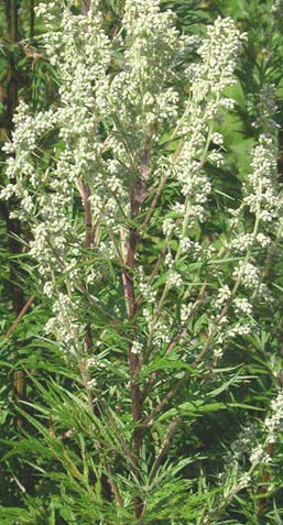 Полынь горькая - Artemisia absinthium L.