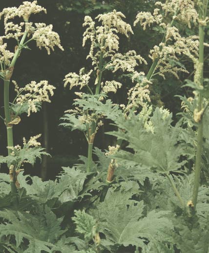 Ревень тангутский (ревень пальчатый тангутский) - Rheum palmatum L. var. tanguticum Maxim.