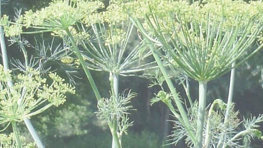 Укроп огородный - Anethum graveolens L.