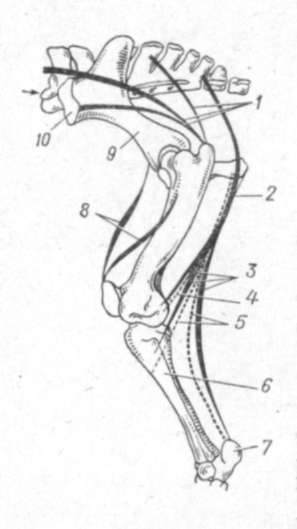 схема работы мускулов тазой конечности лошади