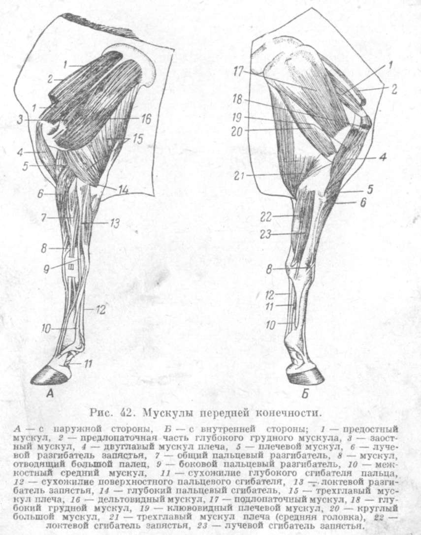 мускулы передней конечности
