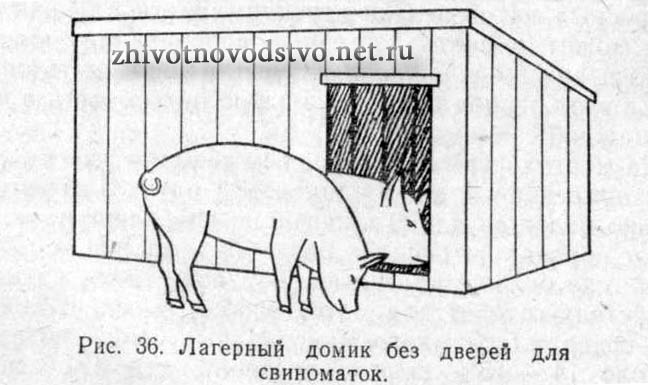 лагерный домик для свиноматок