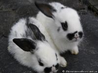 rabbits-kroliki-0365