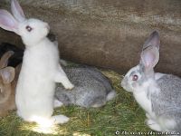 rabbits-kroliki-8369
