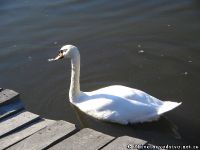 swan-lebed-5889
