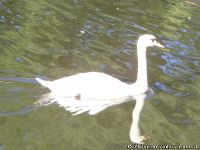 swan-lebed-5890