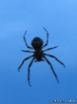 spider-pauk-8605