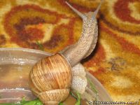 snail-ulitka-7581