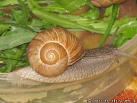 snail-ulitka-7582