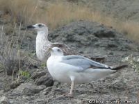 chajka-seagull-1708