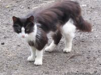 cat-cat-koshka-kot-1754
