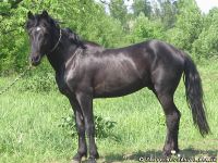 horse-horse-loshad-kon-4481