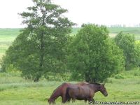horse-horse-loshad-kon-8385
